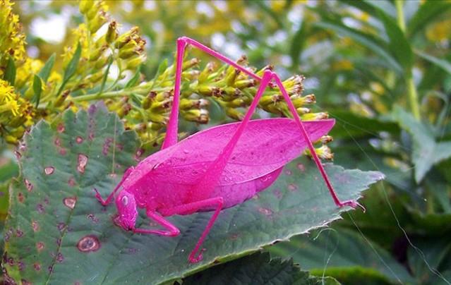 罕见颜色动物,十大罕见彩色动物