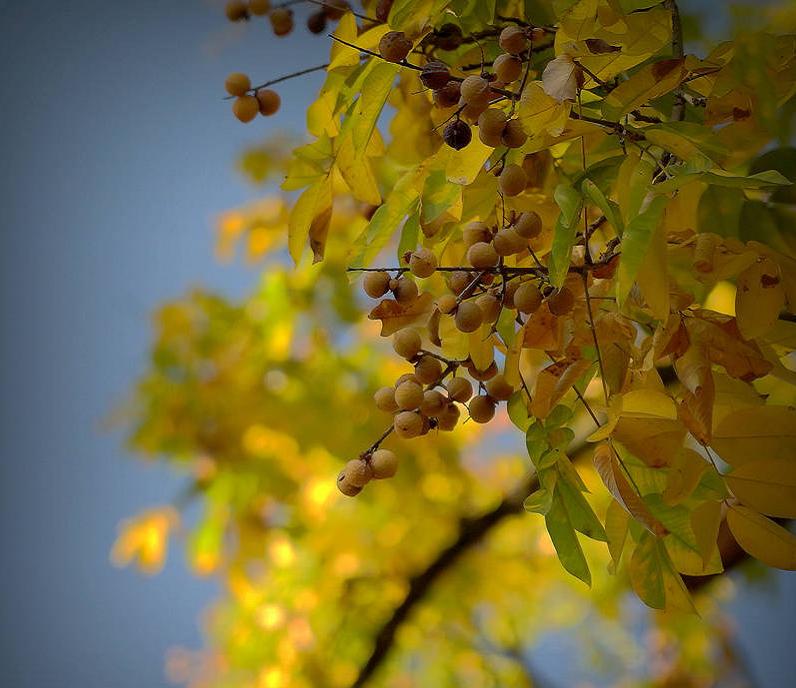 这种菩提子佛珠很容易就可以盘出玻璃底！南方公园里就可以捡到