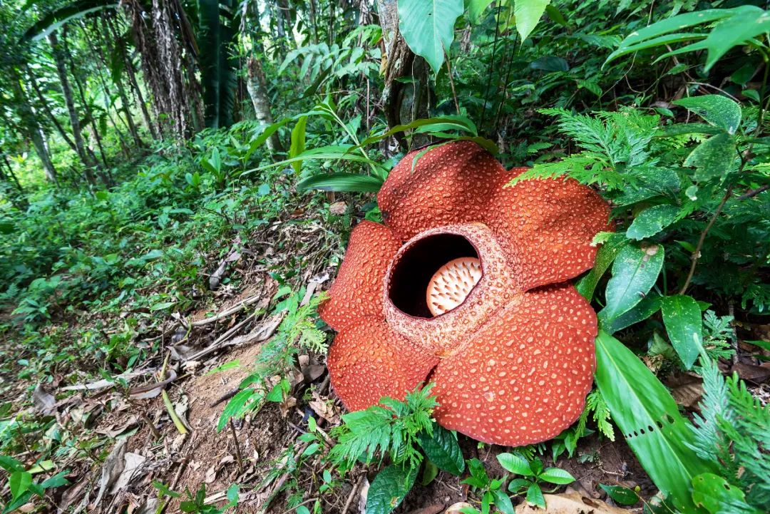 马来西亚，绝美景色、魅力人文