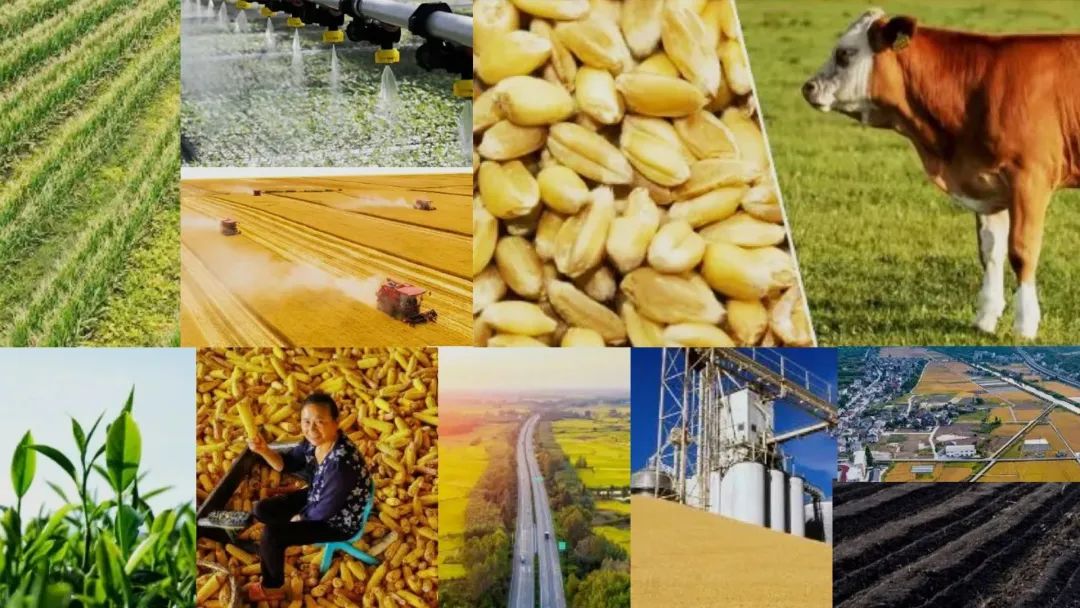 全面推进乡村振兴新闻发布会,人民日报推进乡村振兴获高度关注