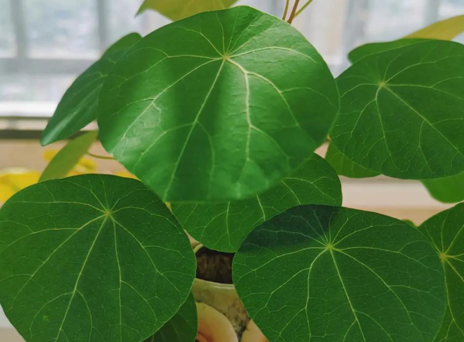 养山乌龟的风水,养山乌龟用什么盆最好