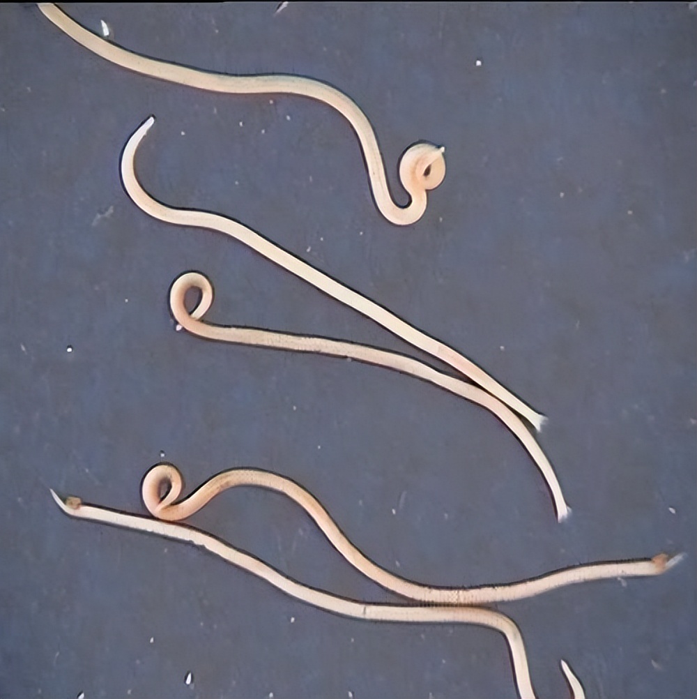 夏天小龙虾到底能不能吃,小龙虾烧烤的危害