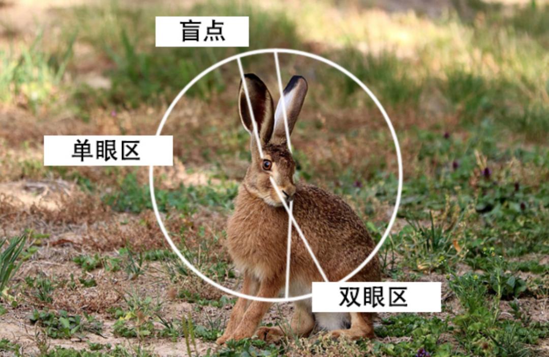 兔子没有实力就被人瞧不起,兔子从来没被战胜过