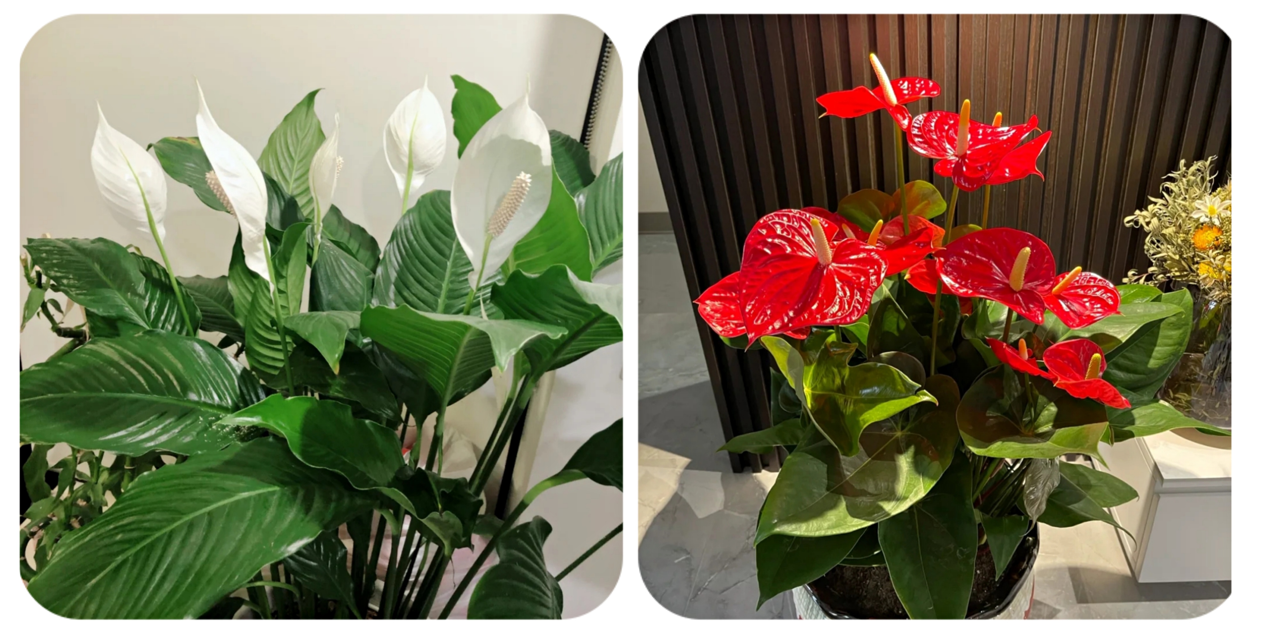 100个阳台养什么花好,100种阳台养的花草