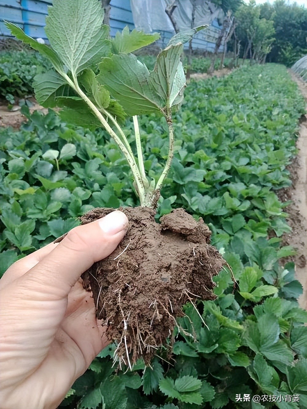 草莓的种植方法不用营养土种草莓,种草莓如果草莓苗有根如何种植