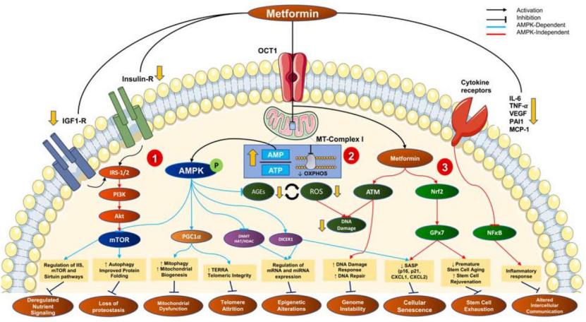 降血糖最好的二甲双胍,二甲双胍降血糖神器