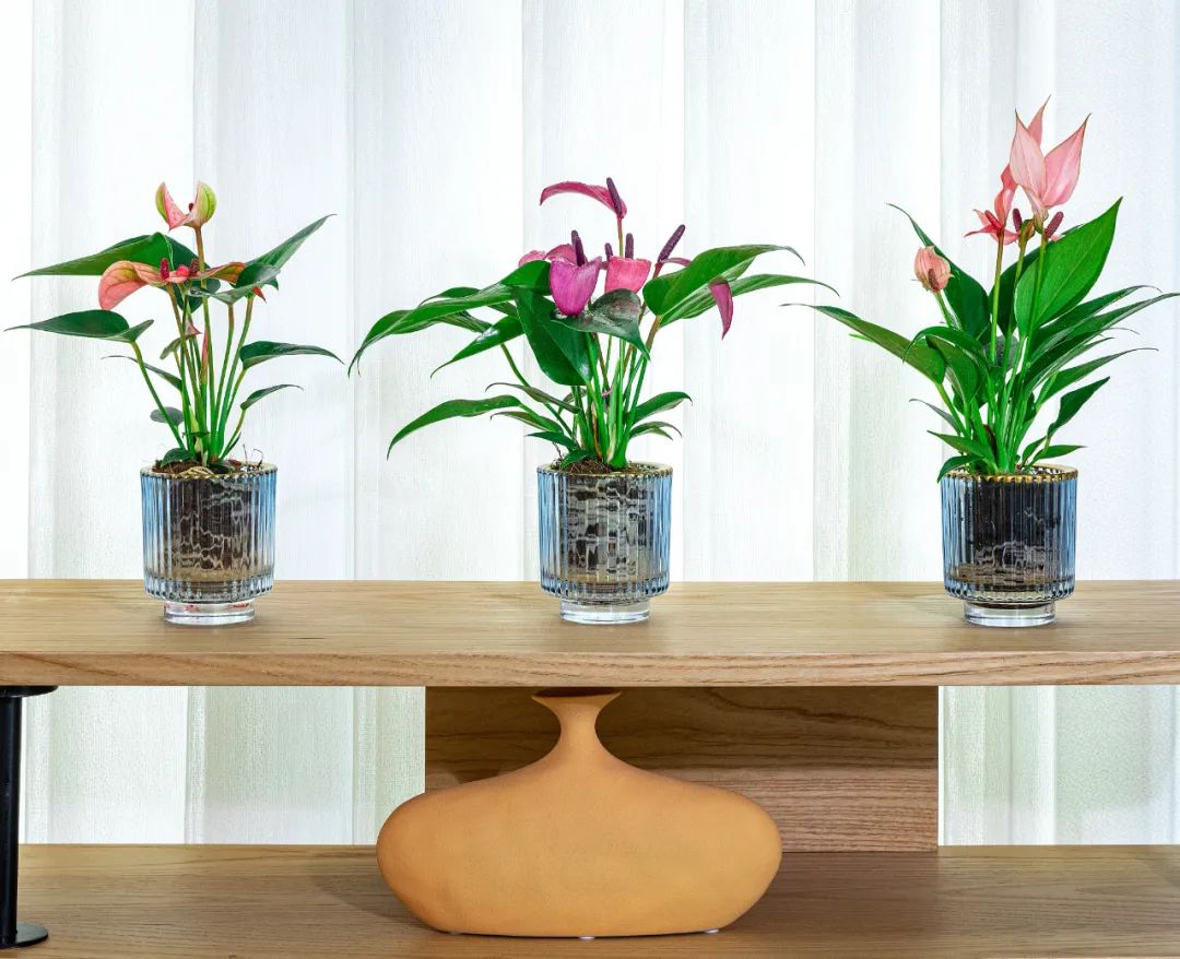 红掌开败的枝条也要剪掉吗,过完年开败的蝴蝶兰不要扔