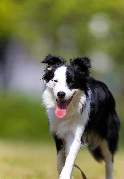 边牧便血,成年边牧便血是什么原因