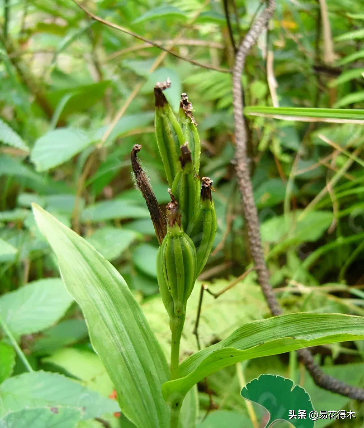 十大野生名贵兰花虎头兰,名贵兰花常见品种介绍图片
