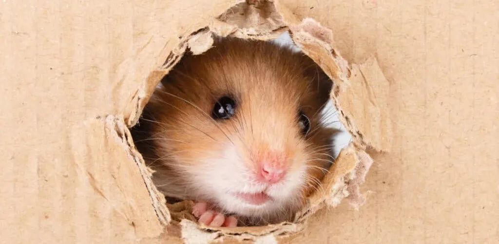 仓鼠生病症状治疗方法有哪些,仓鼠应该怎么预防生病