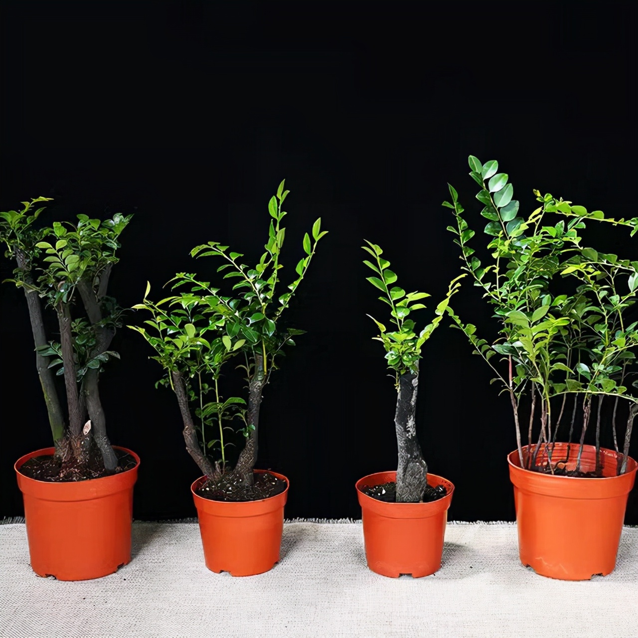 小叶紫檀盆栽的正确养殖方法,小叶紫檀盆栽养殖方法和注意事项