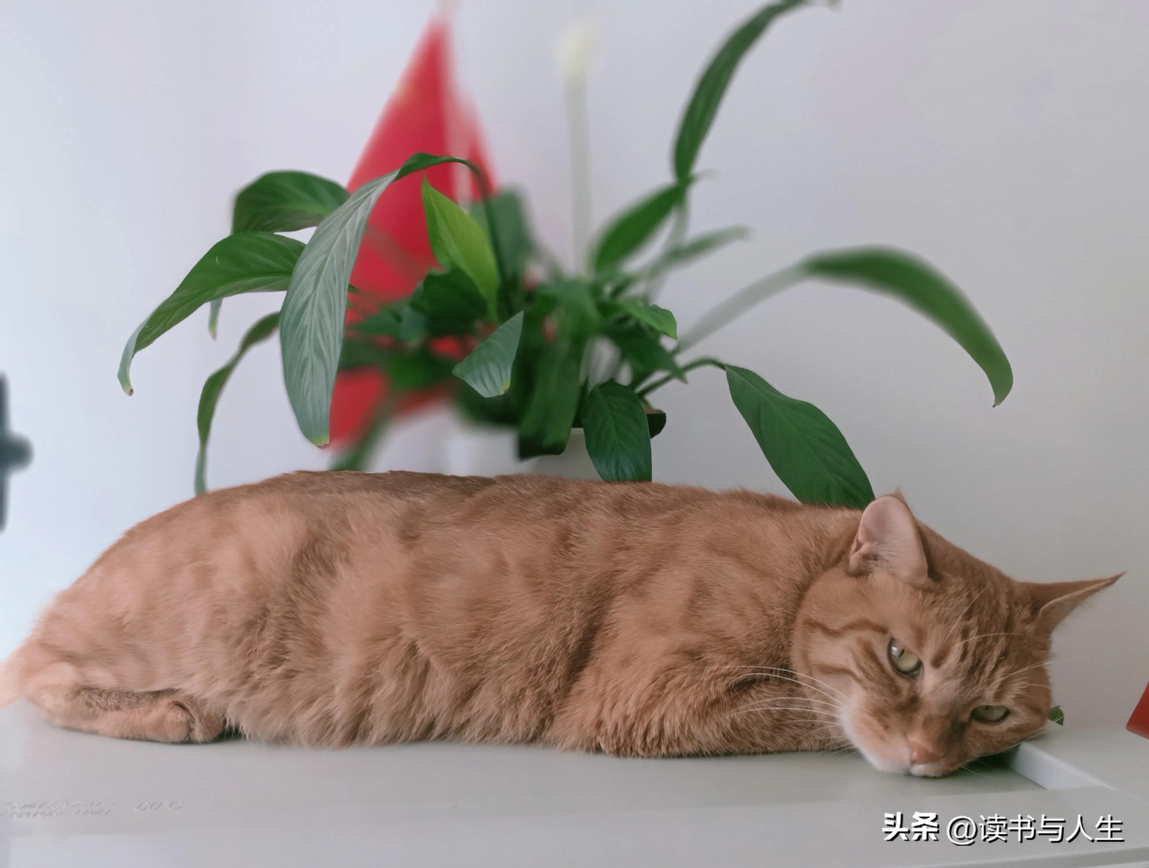 养花人生活随笔,室内养花的美文