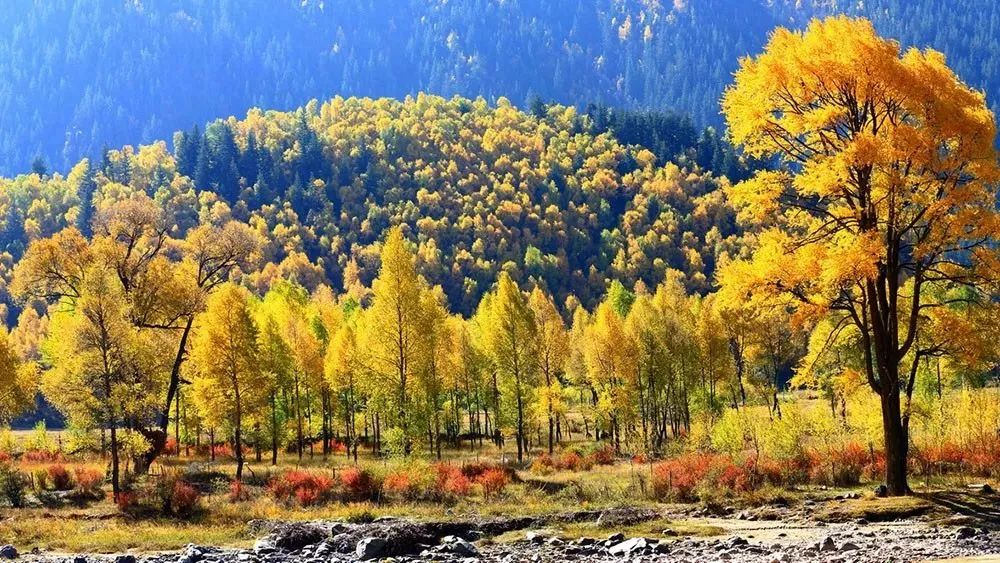 全世界仅存三处！一年只美21天！这场“黄金盛宴”，只因它而起