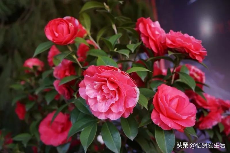 花香满屋植物,花香四溢的绿植