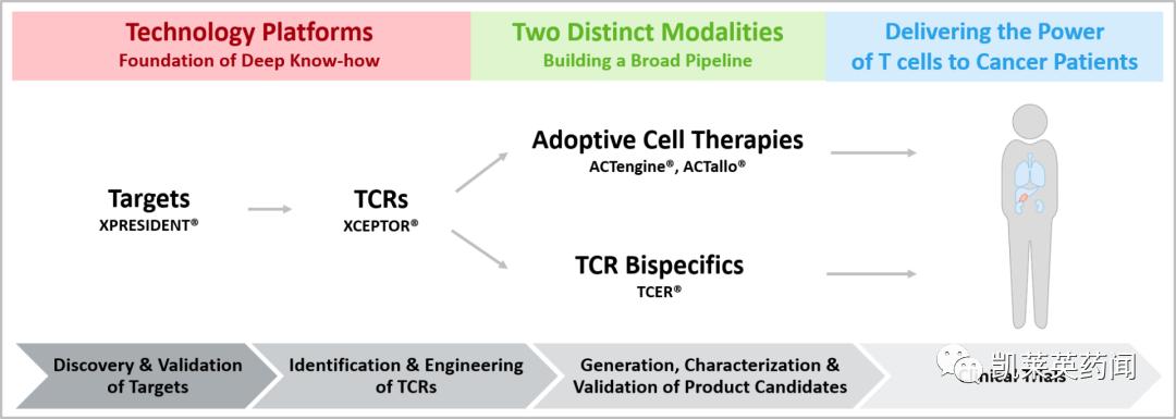TCR创新药：不止是TCR-T、还有TCR蛋白药