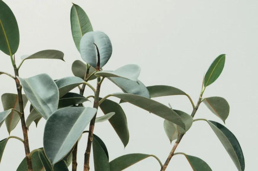 盆景店创业项目计划书,盆景创业计划书怎么填