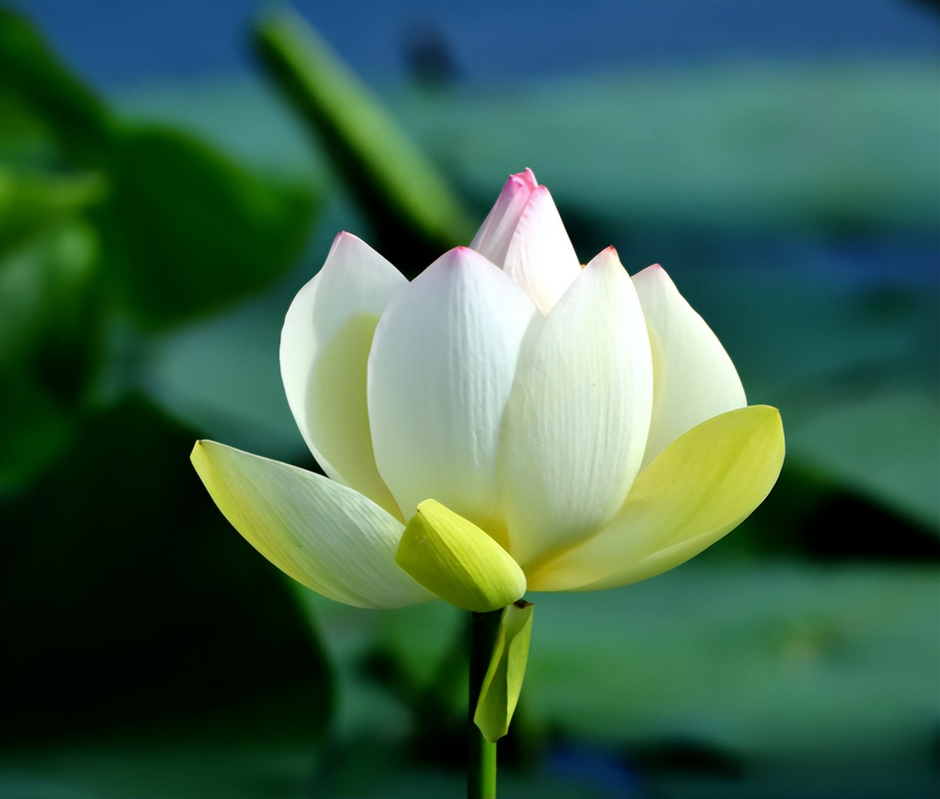 以下哪个是荷花的别名蚂蚁庄园6月21日答案