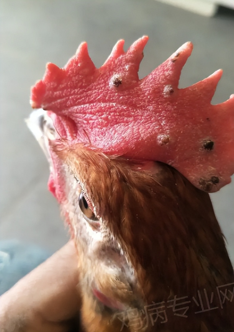 散养土鸡得了鸡冠癣,禽医教你怎样治疗鸡感冒