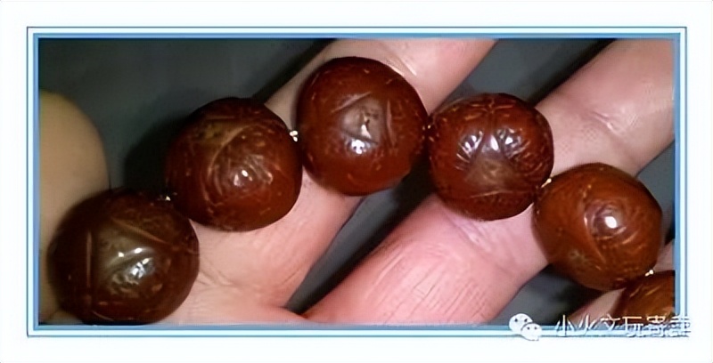 凤眼菩提20天效果,2023年凤眼菩提