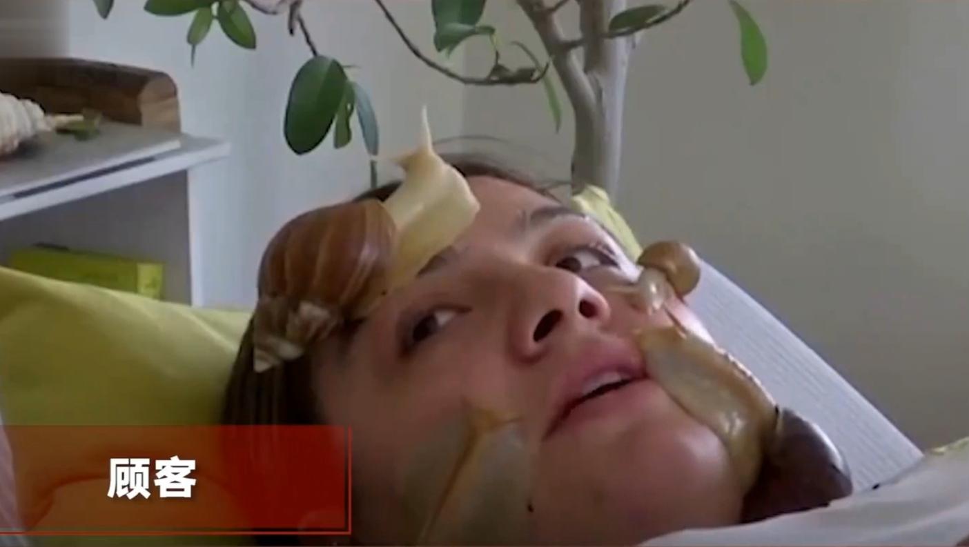 非洲大蜗牛入侵美国，每年可产5窝，花费数百万美元没法治理