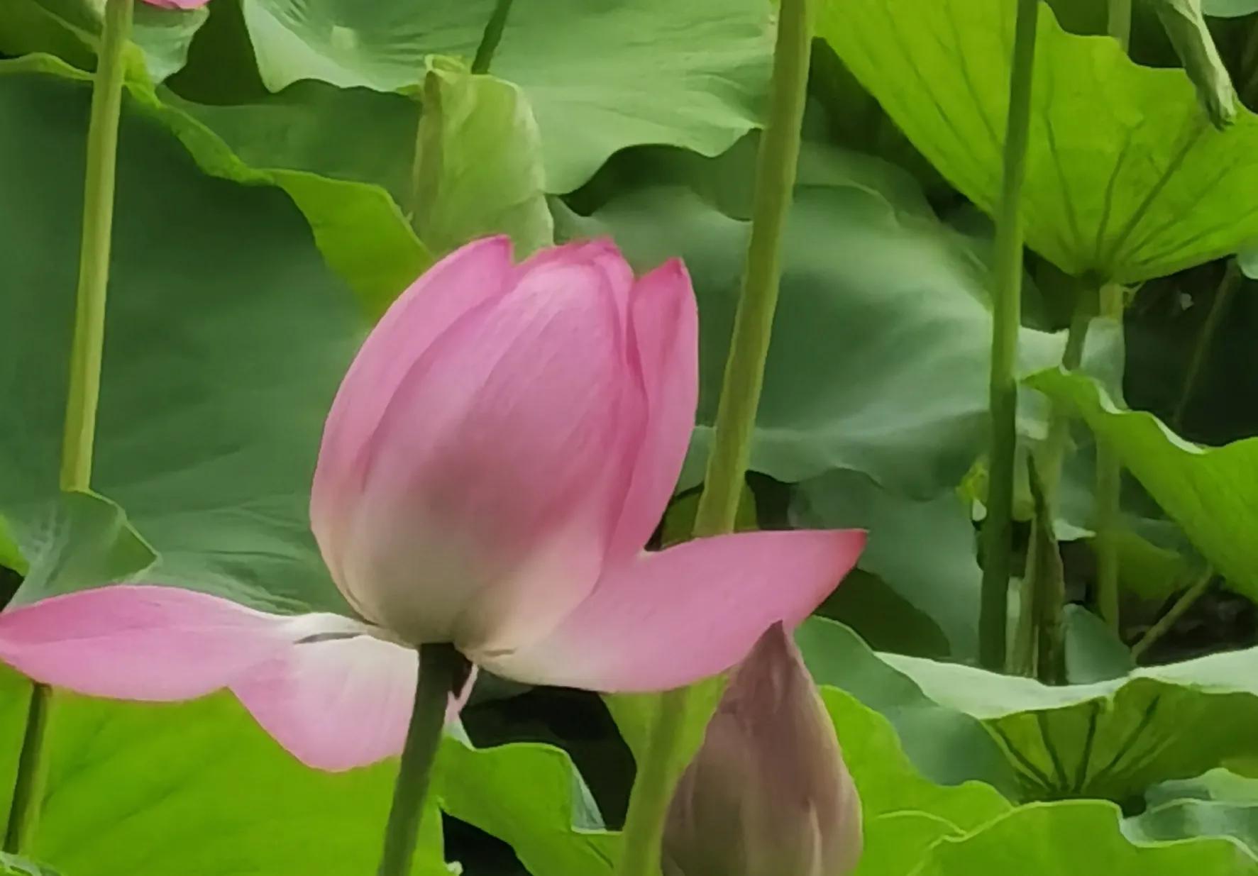 “热不热，就看五月二十四”，五月二十四入伏，今年热不热