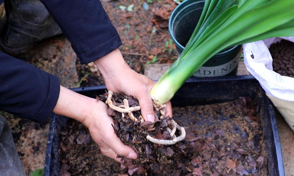 君子兰有三个不为人知的秘密,君子兰当年炒作到几十万一盆