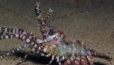 海缸饲养的海虾,缸养海虾