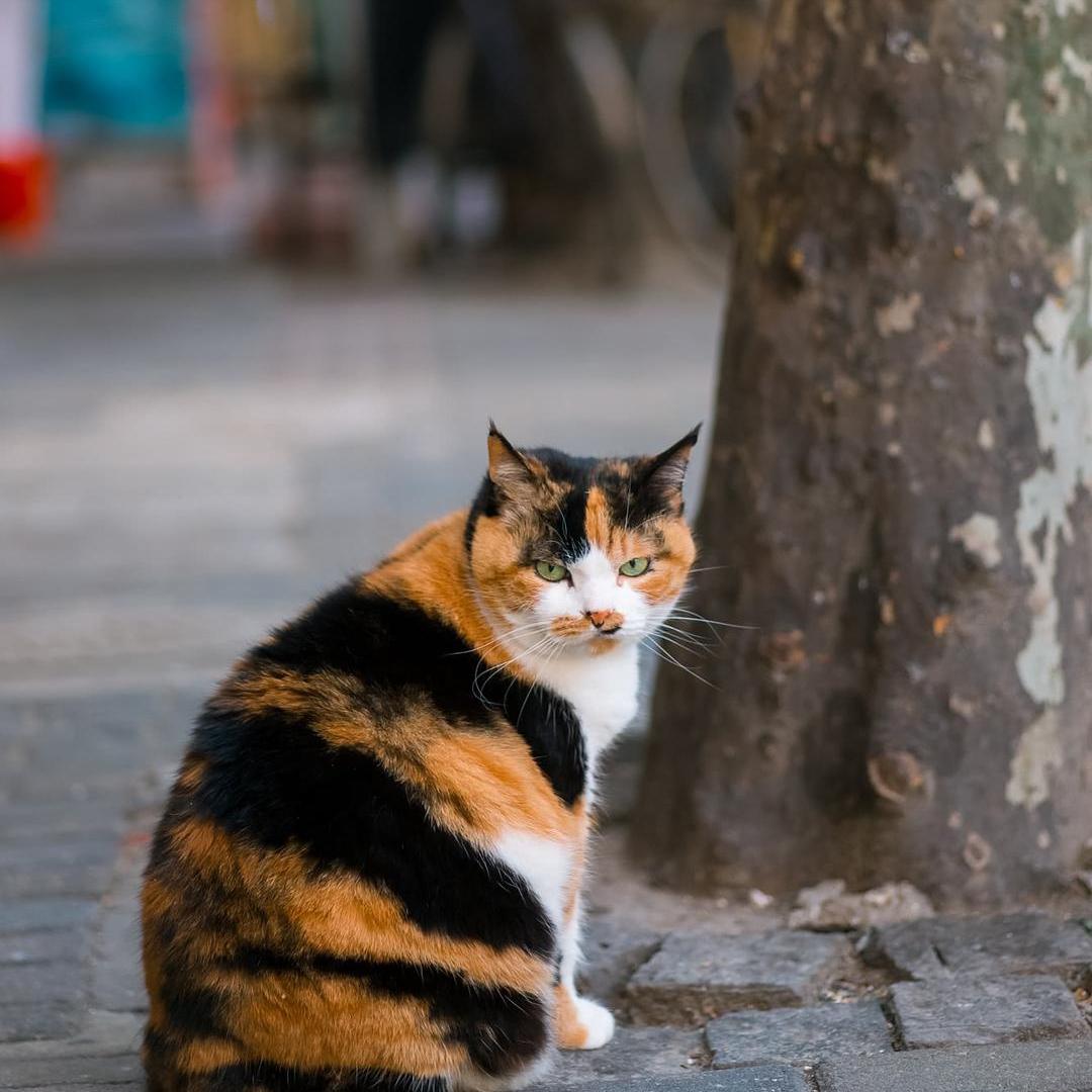 除了三花猫还有什么猫被弃养,为什么三花猫的弃养率高