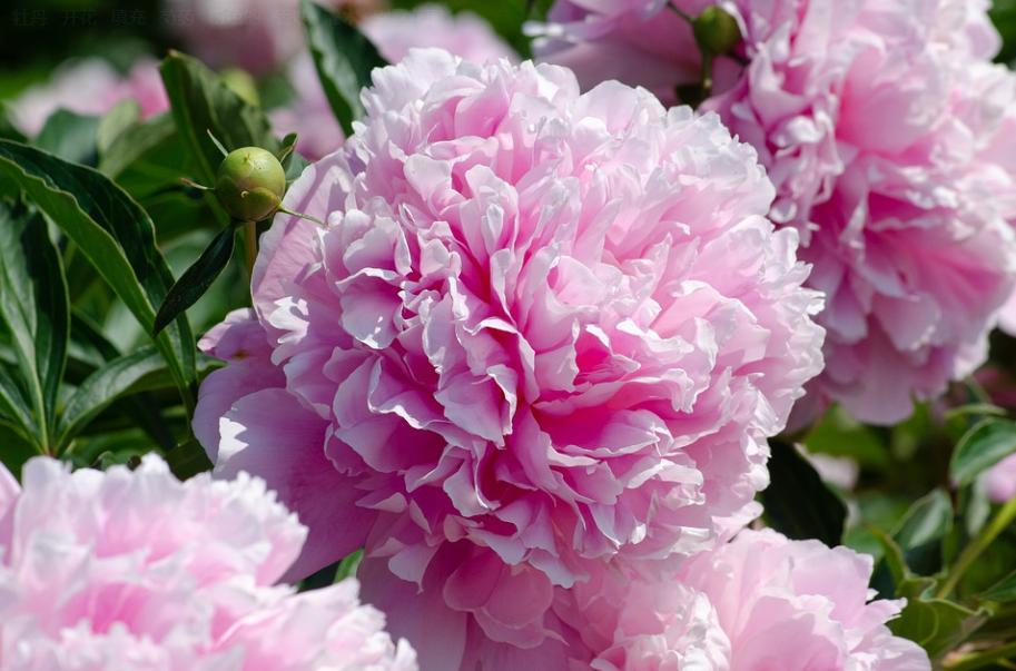 每日一花2.5：芍药：凡卉与时谢，妍华丽兹晨