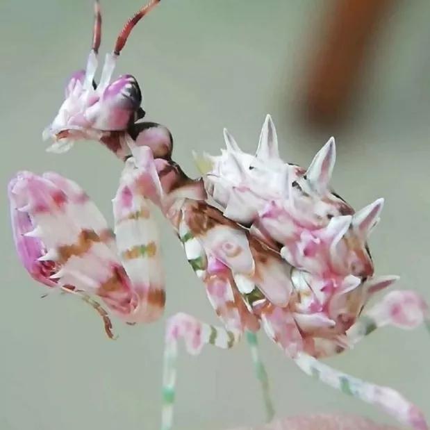 螳螂吃掉自己丈夫的头,螳螂为什么吃掉配偶螳螂吃蛇