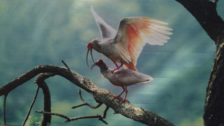 有性生殖与无性生殖后代,自由交配后代基因频率为什么不变