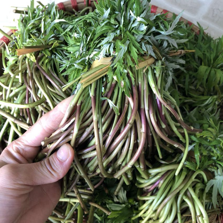 可以吃的野菜大全100种图解,教你认识100种野菜