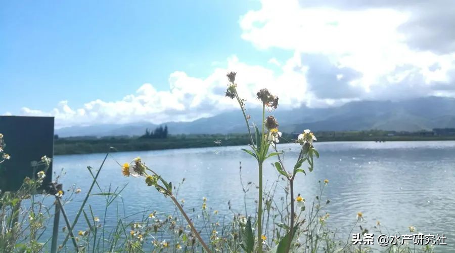 发酵芽孢杆菌需要多少温度,芽孢杆菌最佳发酵是开口还是封口