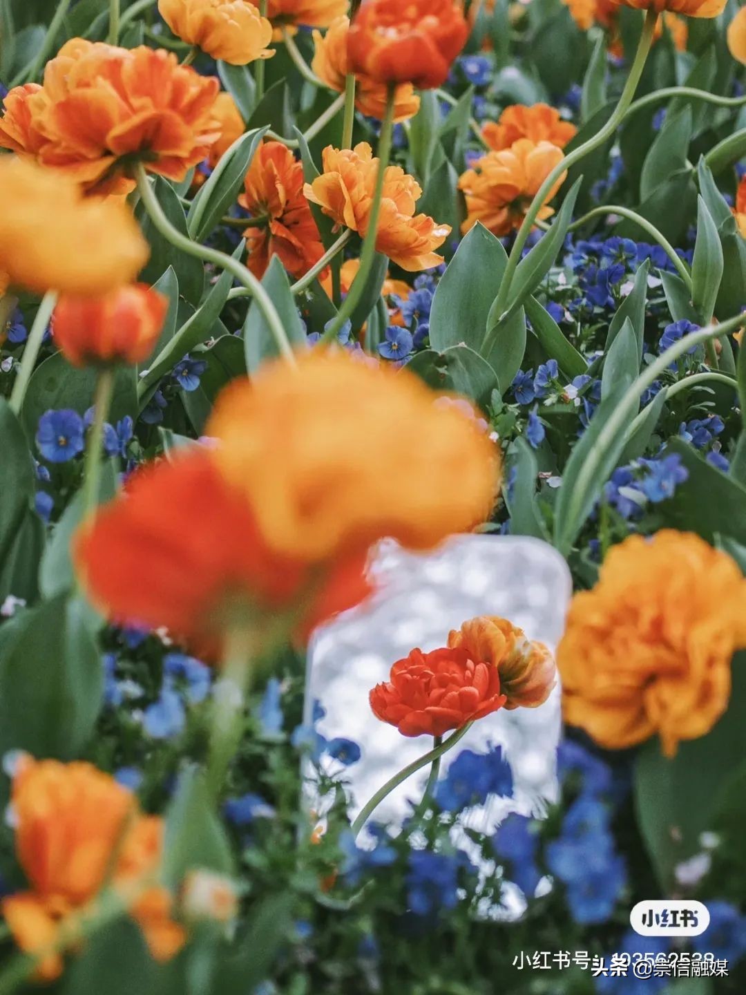 上海的浪漫鲜花,上海最美的鲜花
