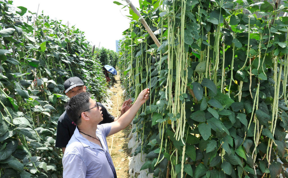 种豆角学会这几招豆角高产很容易,种豆角的技巧用什么肥