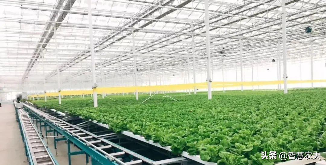 智能温室种菜视频,智能温室种植利润