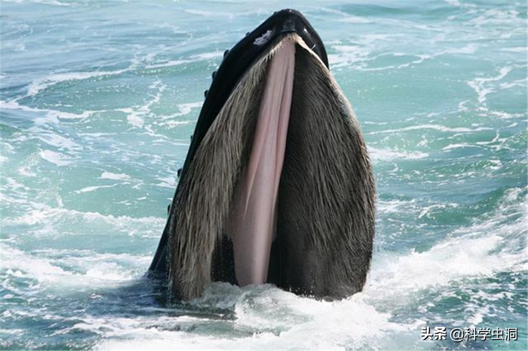 如果人在鲸鱼的肚子里该如何逃生,鲸鱼腹中逃生