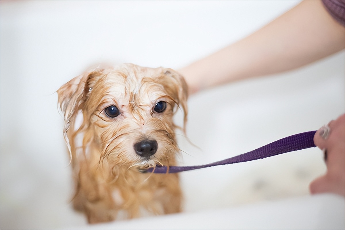 被跳蚤叮咬后一直觉得身上有跳蚤,被跳蚤叮咬之后身上会有跳蚤吗