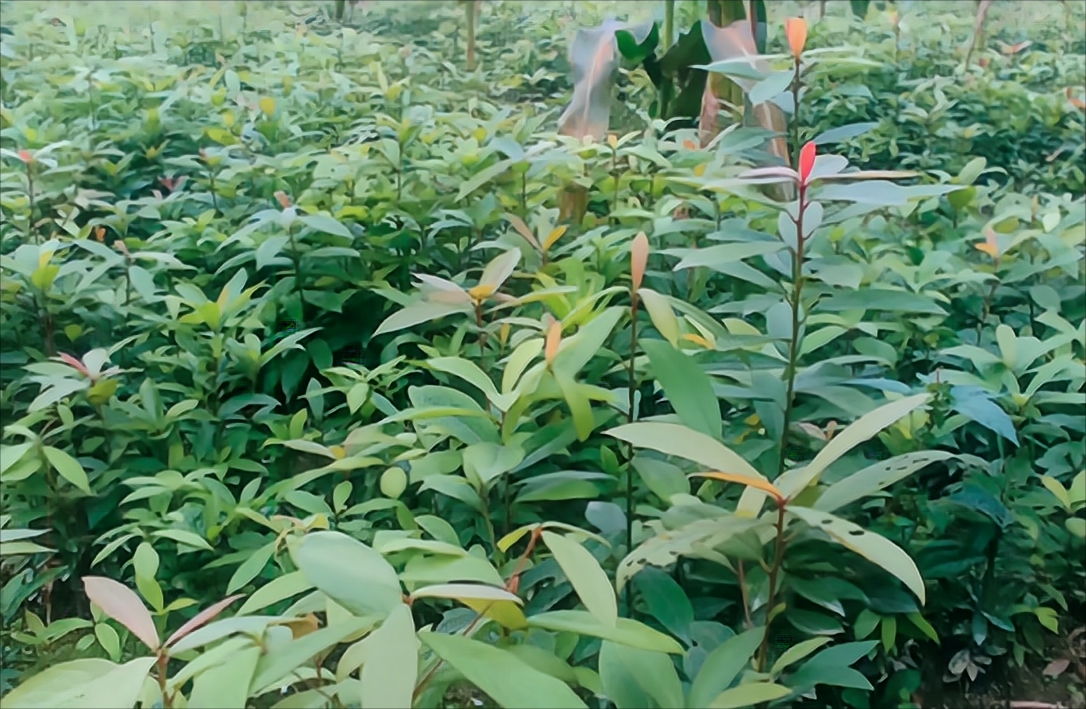 金丝楠树苗多少钱一棵50年能长大,金丝楠树价格多少钱一棵