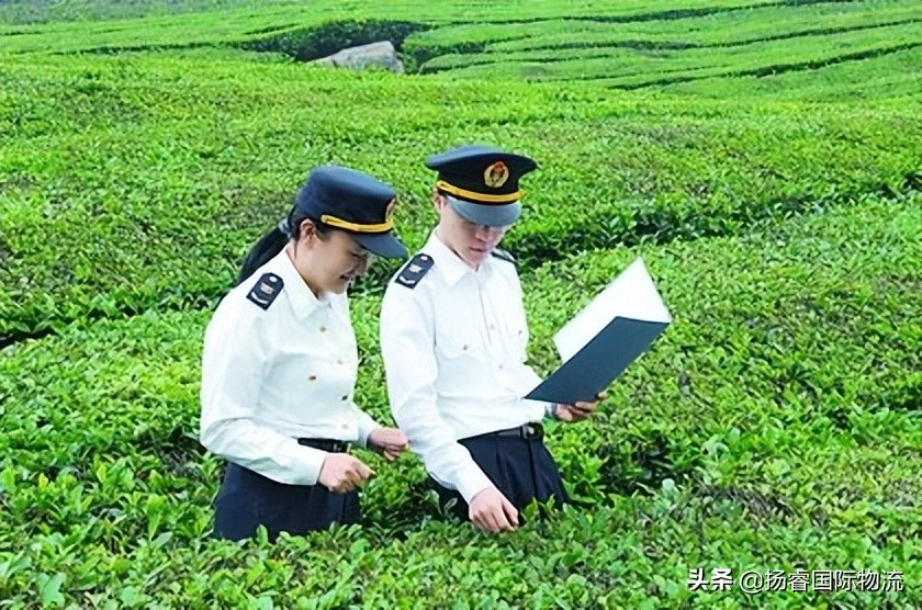 茶叶出口包装标准,茶叶出口资质办理流程