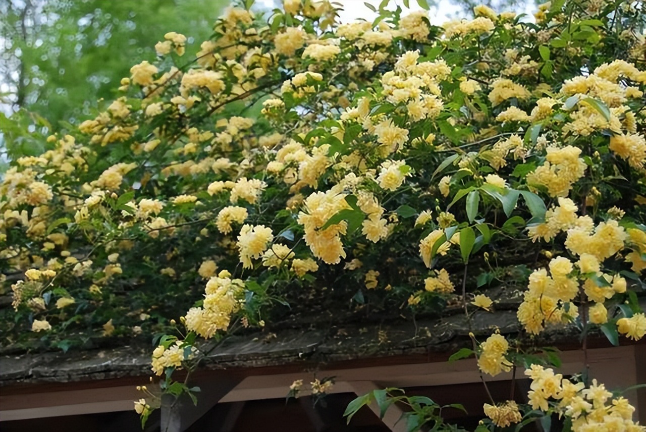 大院子里养什么花最好,庭院最皮实好养植物