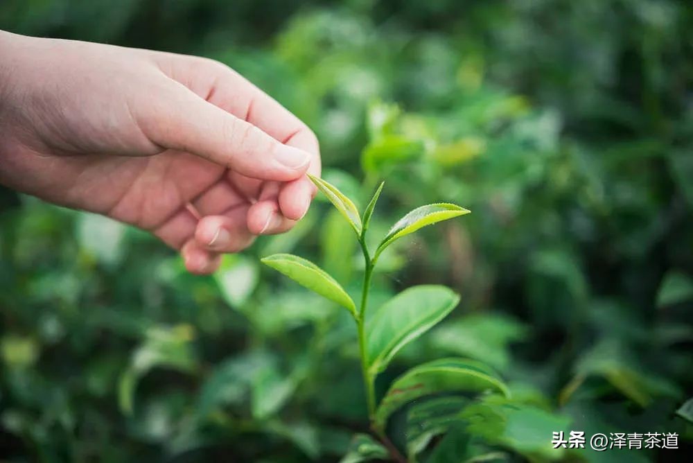 谷雨时节来杯谷雨茶,过了谷雨的茶有什么区别