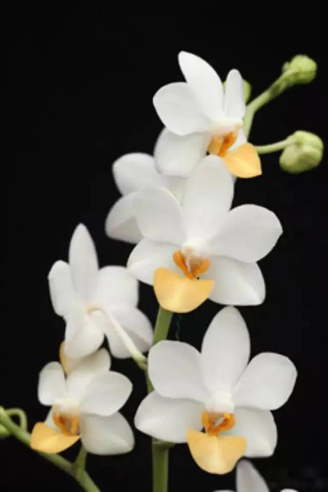 最美的100种兰花图片,欣赏一下最美的兰花