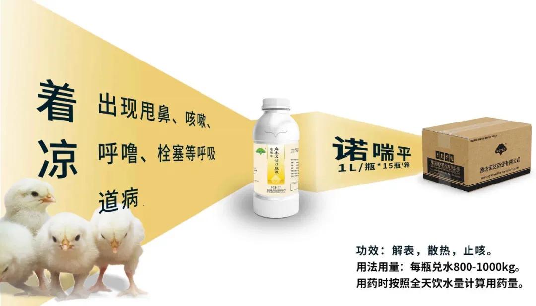 家禽抗流感中药,治疗家禽呼吸道的中药