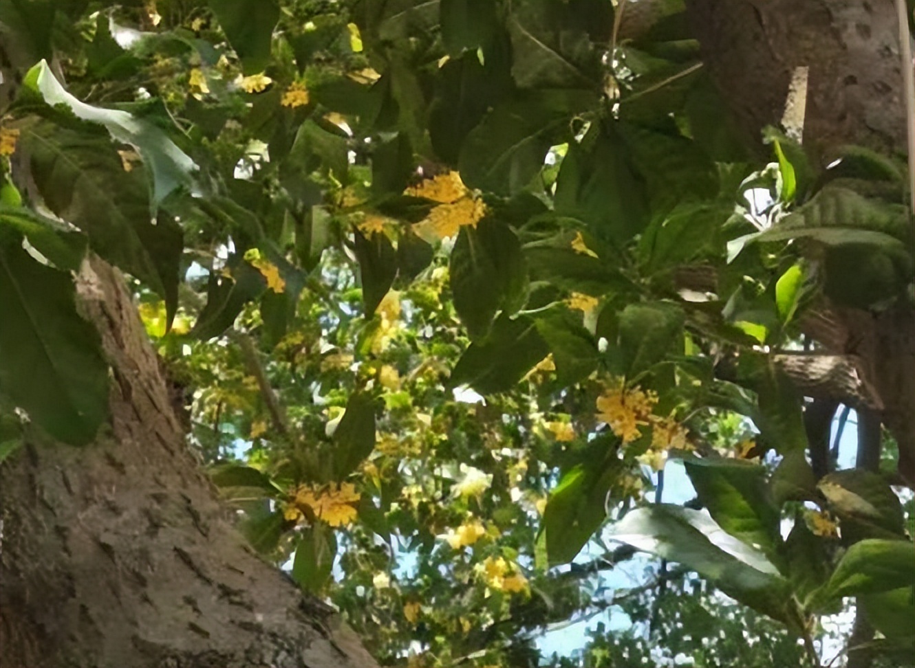 陶醉在秋天的诗句,陶醉在秋天美景