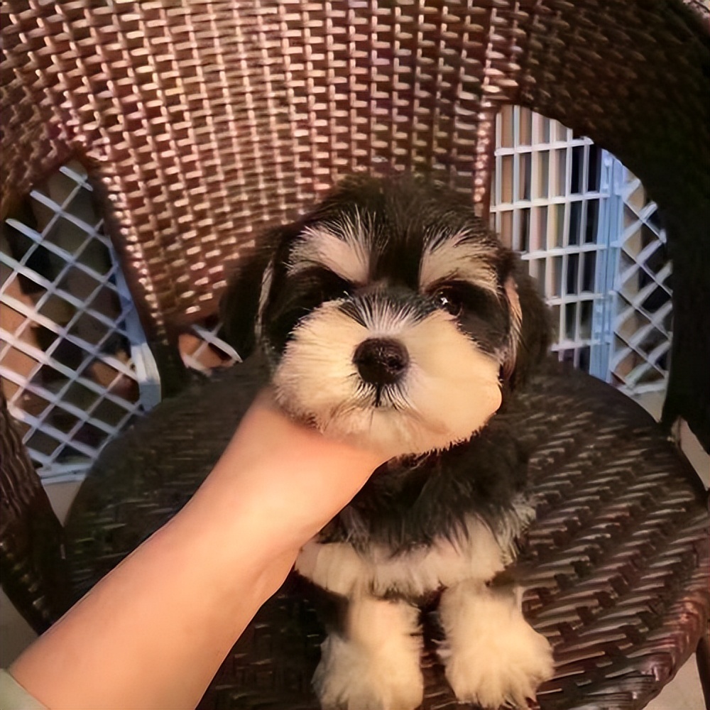 最长寿的5种狗,最长寿的四种狗