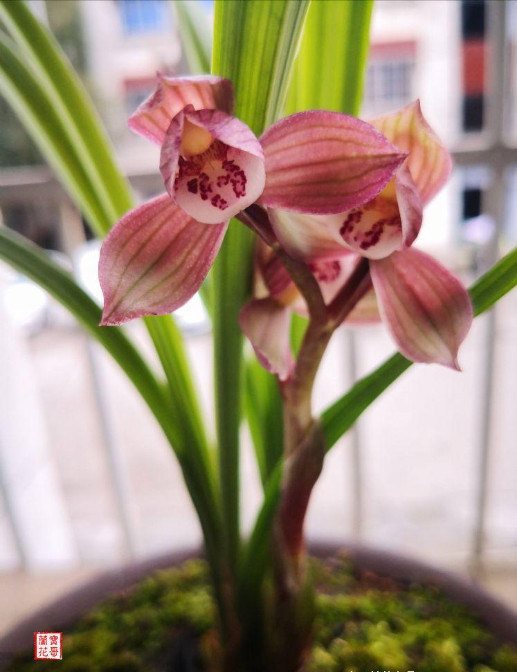 春剑学林荷花剑高度,春剑荷瓣精品欣赏