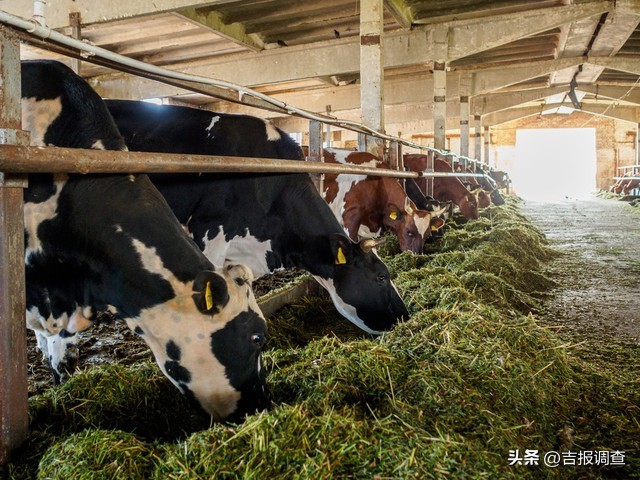 梨树县梨树镇村民自治解决粪污治理难题，实现牛粪的综合利用变废为宝