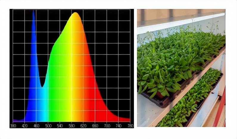 植物生长箱,带你了解植物语言