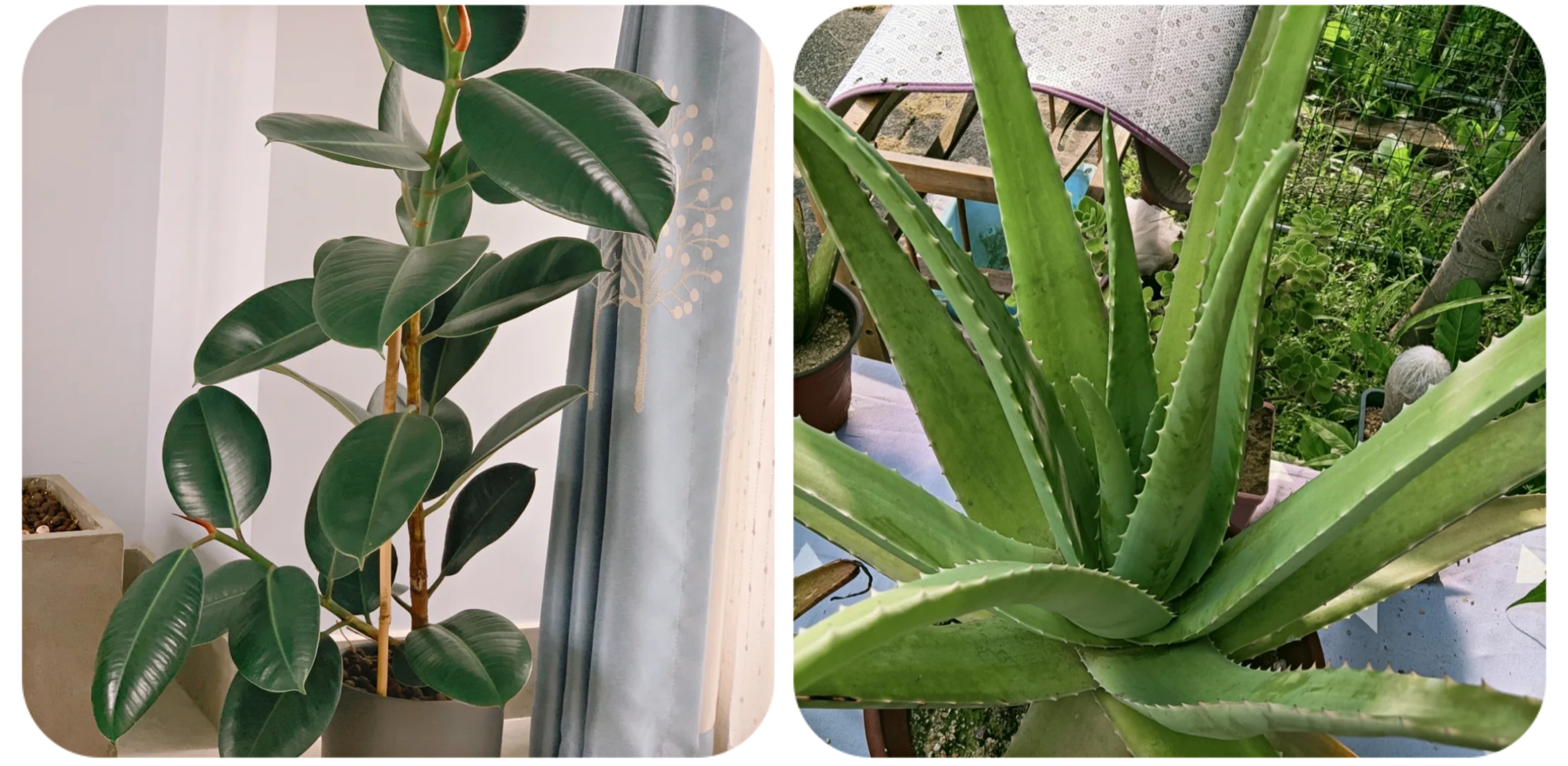 阳台上可以种什么蔬果,阳台上适合种的蔬果